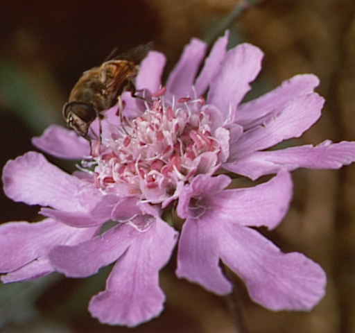 qa13813c-Alaro Game 2